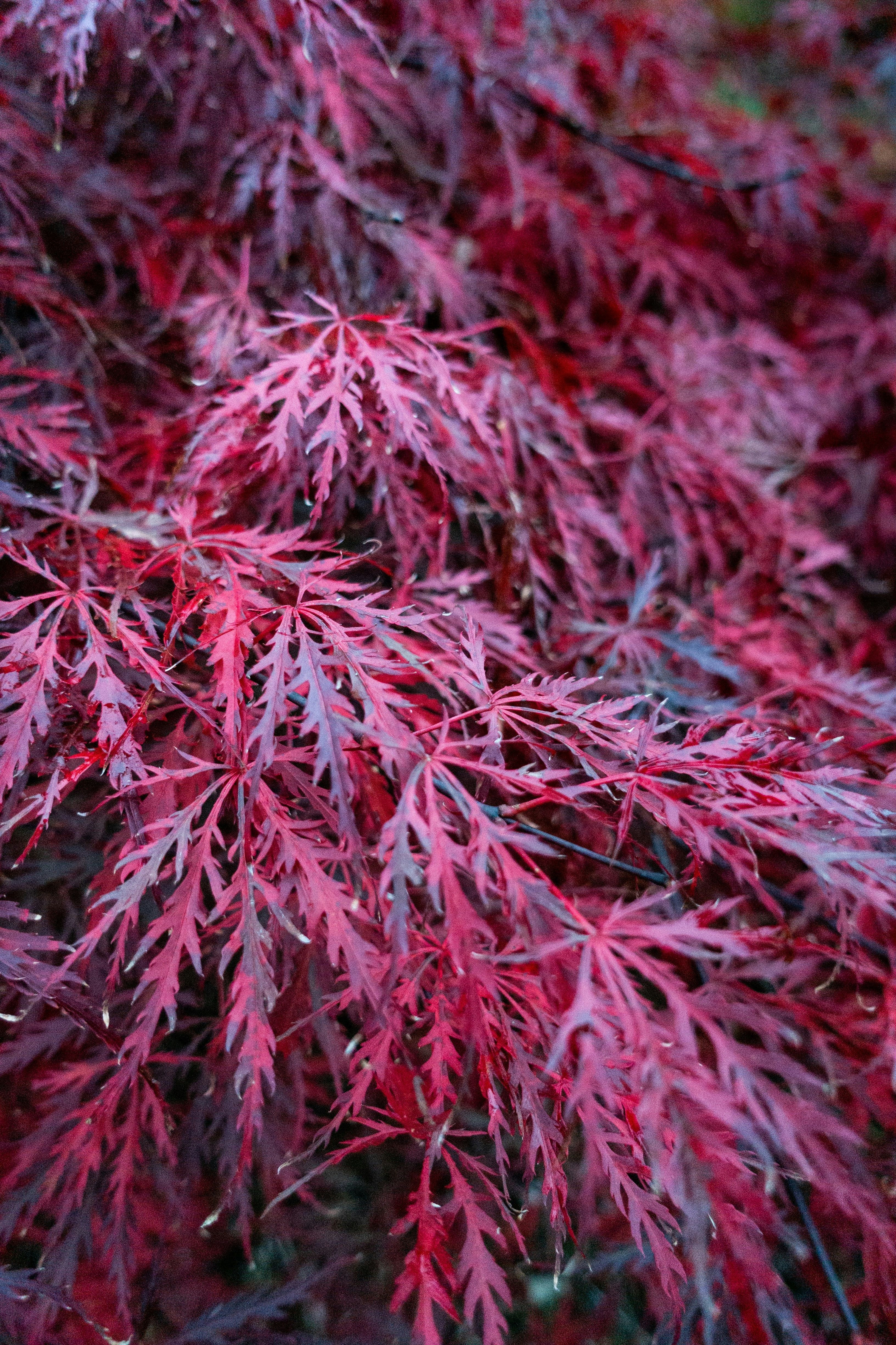 Japanese Maples at Tsugawa Nursery