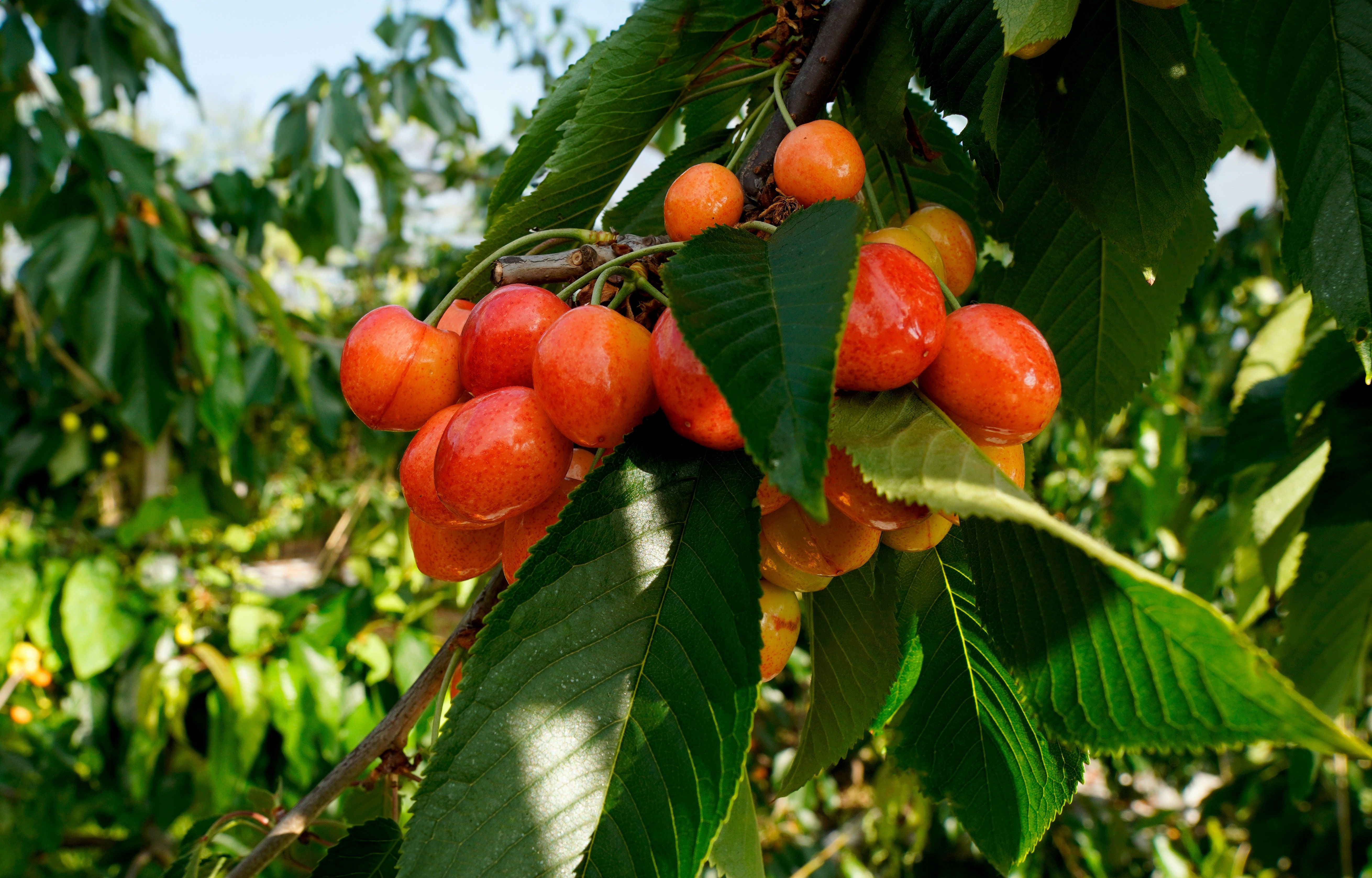 Bare root fruit trees in the nursery