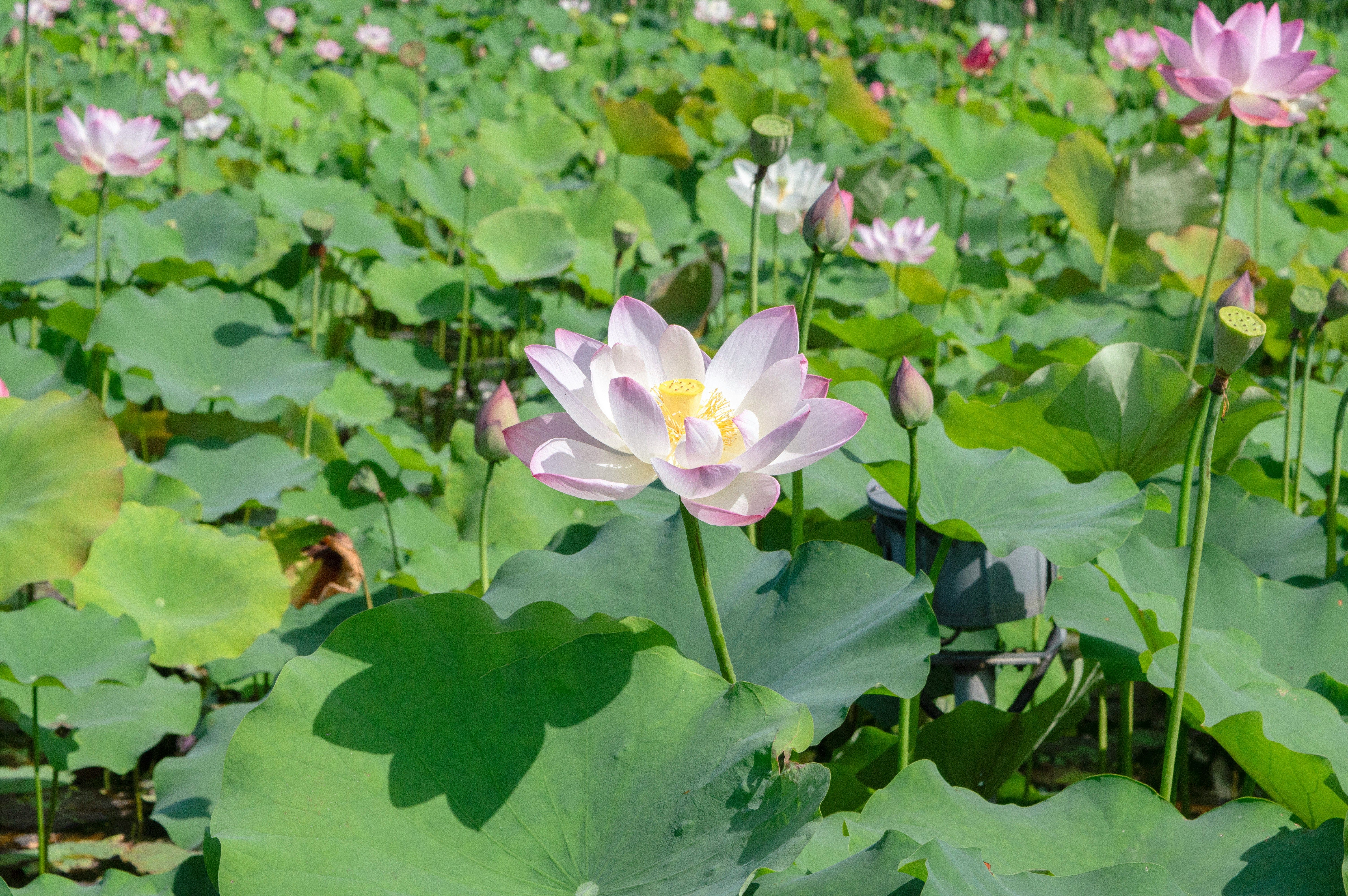 Water garden plants and pond supplies