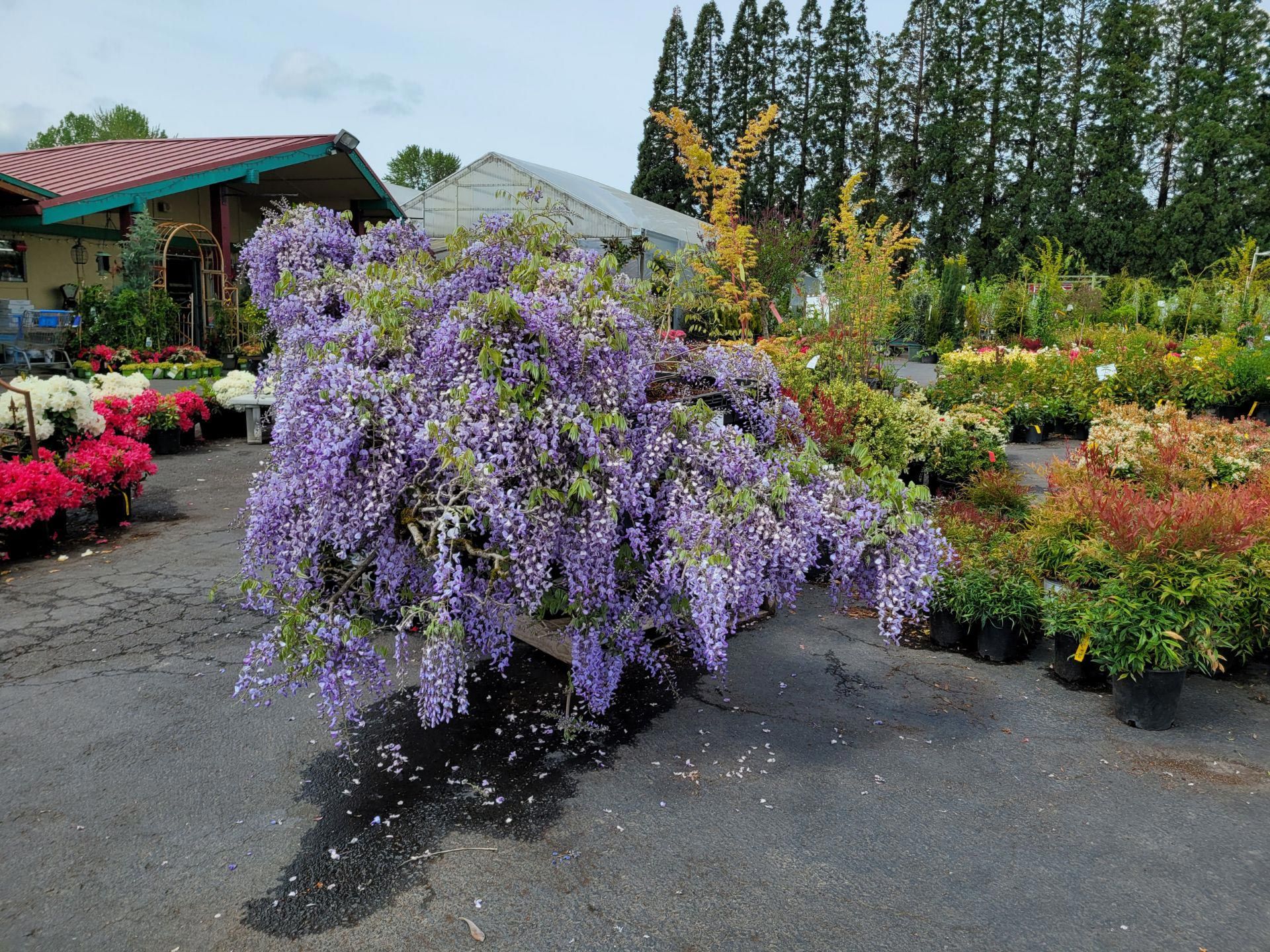 Mable's wisteria in full bloom at Tsugawa Nursery